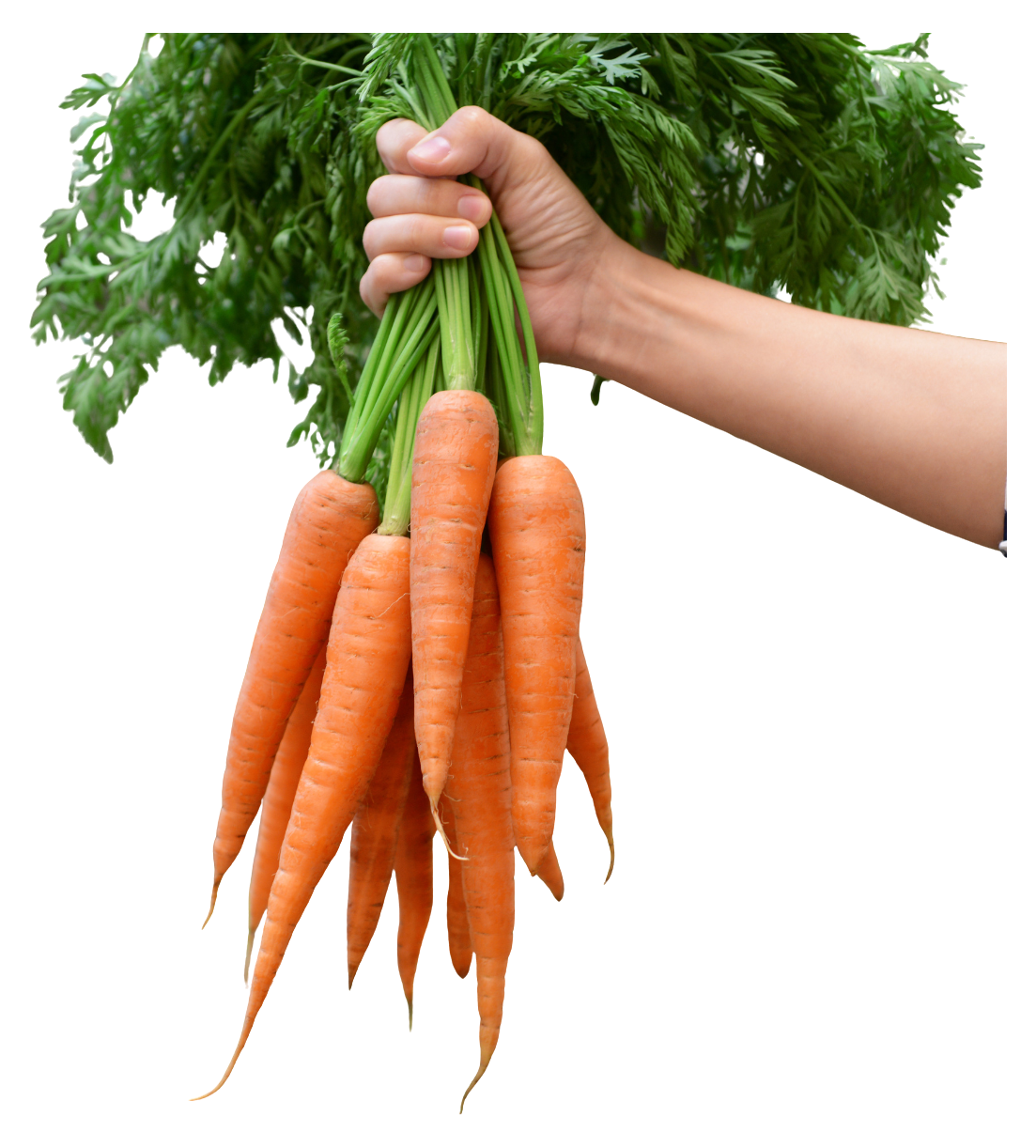 Mr Carrot